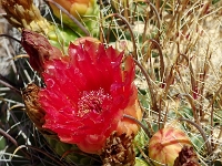 51303CrLeSh - Desert Botanical Gardens, Scottsdale  Peter Rhebergen - Each New Day a Miracle